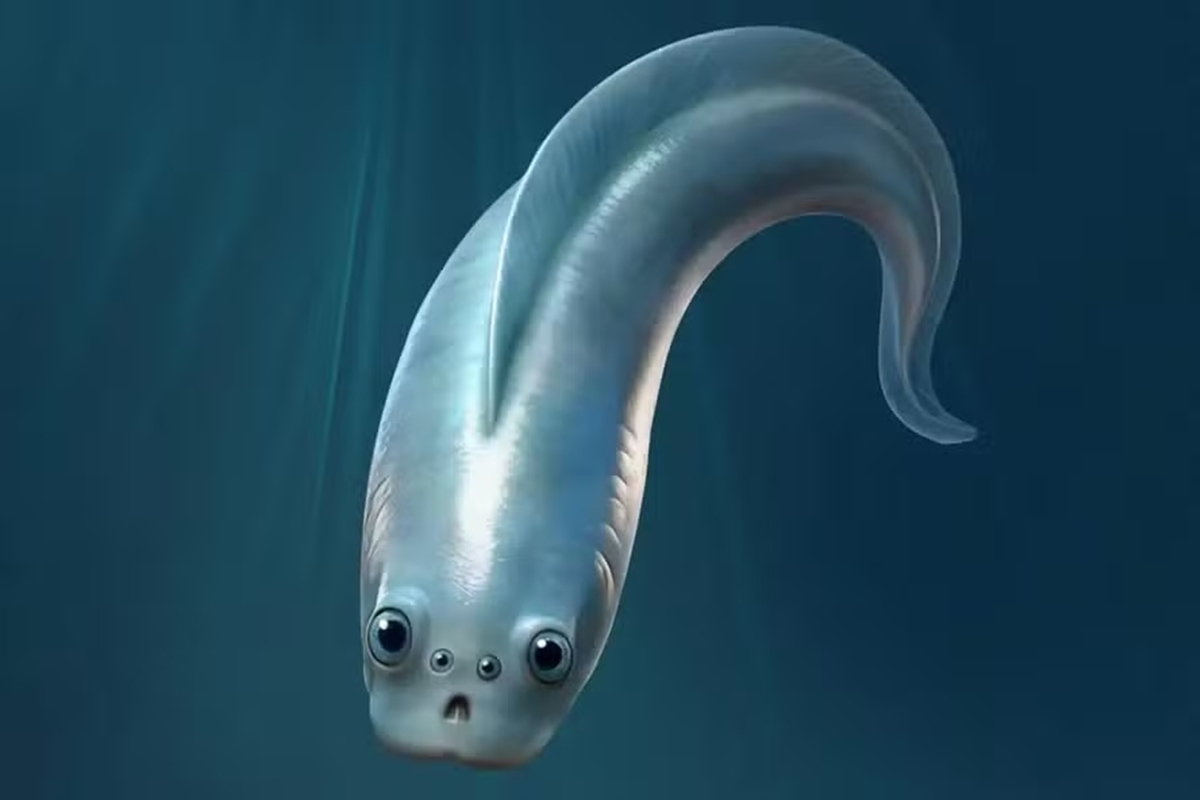 Estudo indica que nosso ancestral vertebrado mais antigo tinha 4 olhos