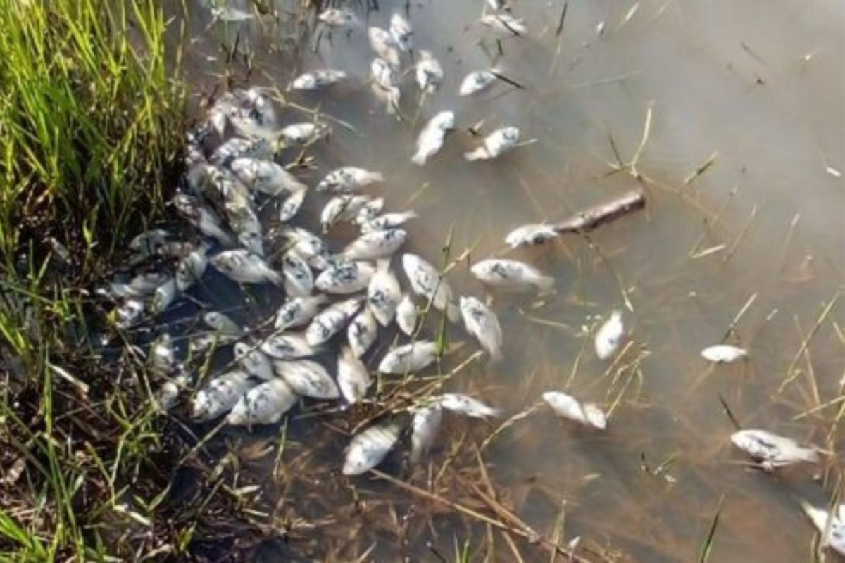 Peixes mortos causam interdição de represa em região de ecoturismo