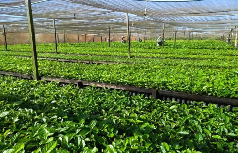 Fornecimento de mudas está condicionado a credenciamento no Mapa