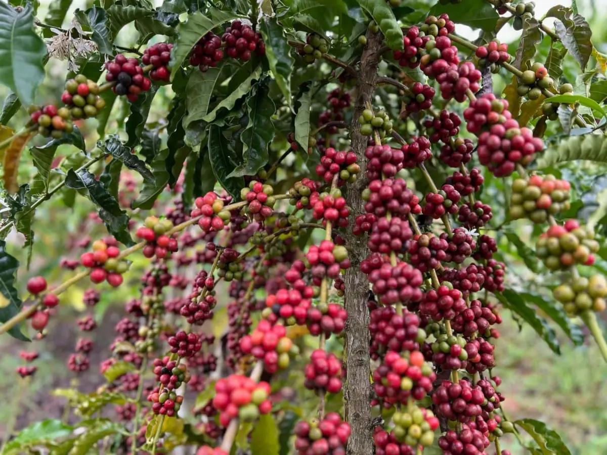 Relatório da Cecafé indica por que o Acre intensificou investimentos