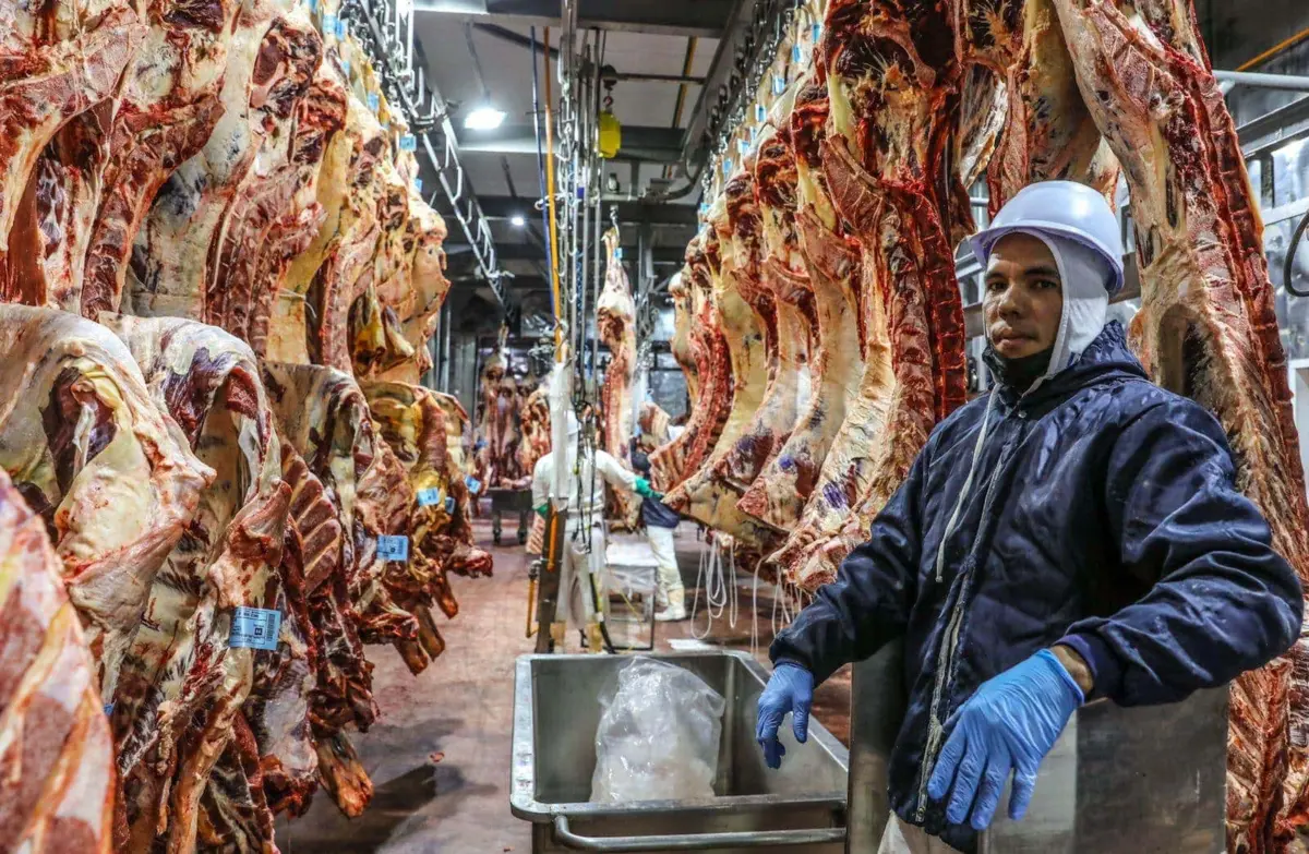 2025: o ano de ouro da pecuária acreana