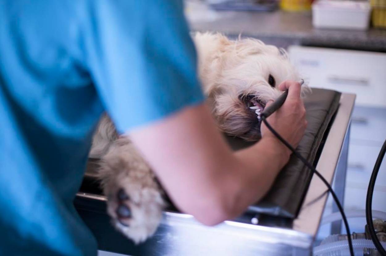 Veterinário fake inventa diploma, engana conselho e atua por 5 anos no DF