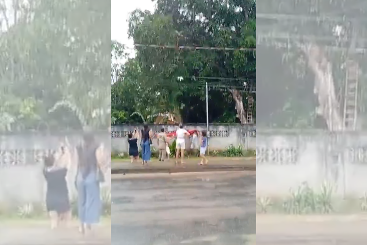 Após mobilizar bombeiros, gato preso em árvore surpreende no resgate