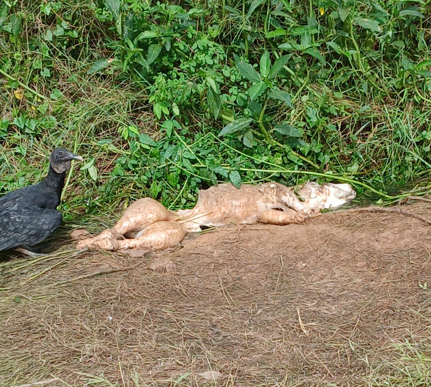 Criança indígena sofre ataque de cão pitbull e tem perna gravemente ferida