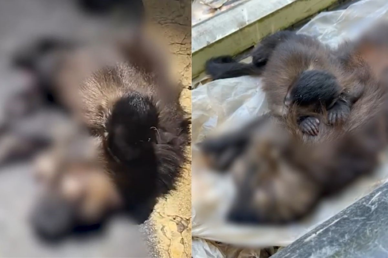 Filhote de macaco-prego "chora" após mãe morrer atropelada no ES. Vídeo
