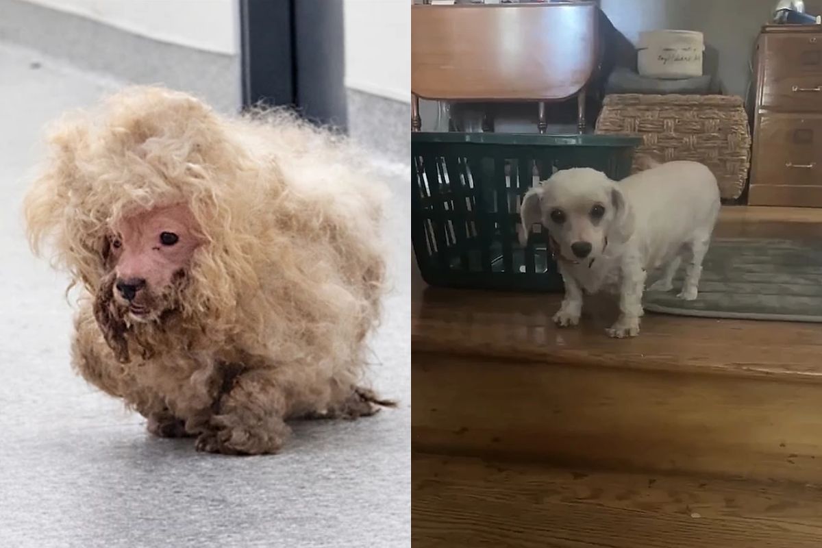Veja o que aconteceu com a cadela resgatada com quase 1 kg de pelo