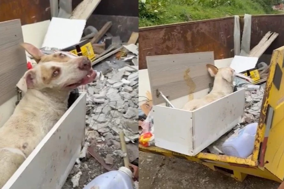 Cão morre após ser abandonado doente em caçamba de lixo no Paraná. Vídeo