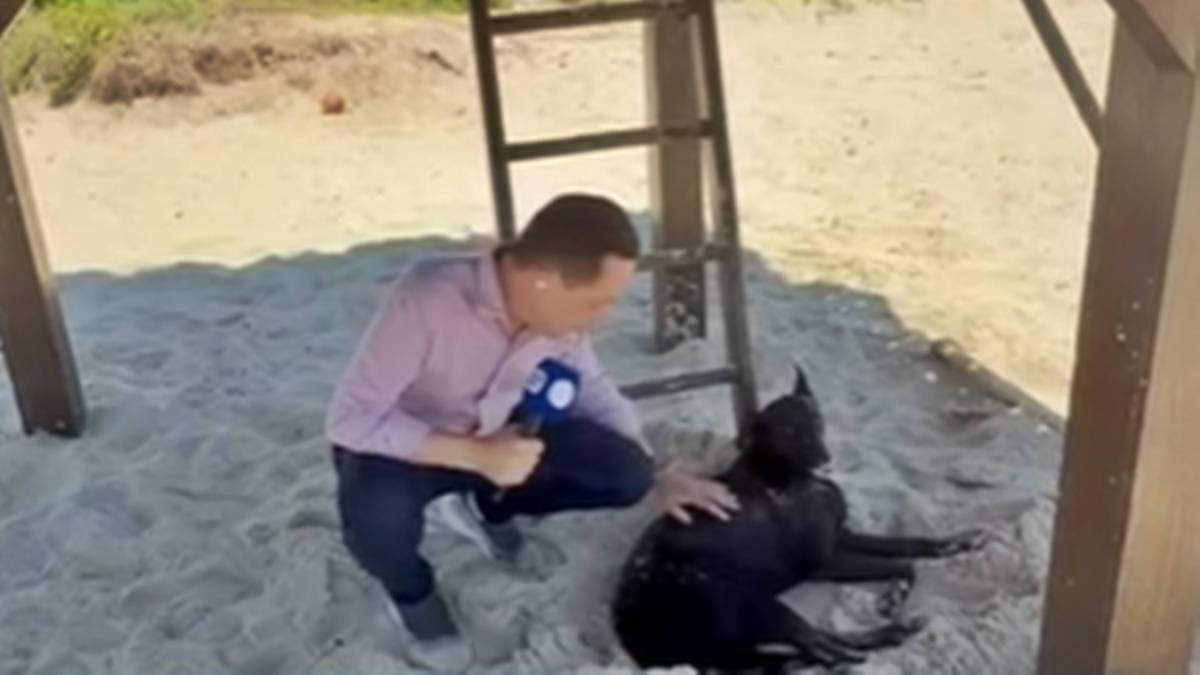 Micael, irmão do cão Orelha, é flagrado entristecido após perda