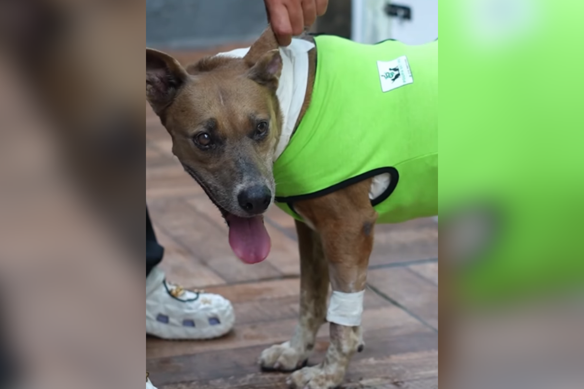 Cadela comunitária esfaqueada no litoral se recupera após cirurgia