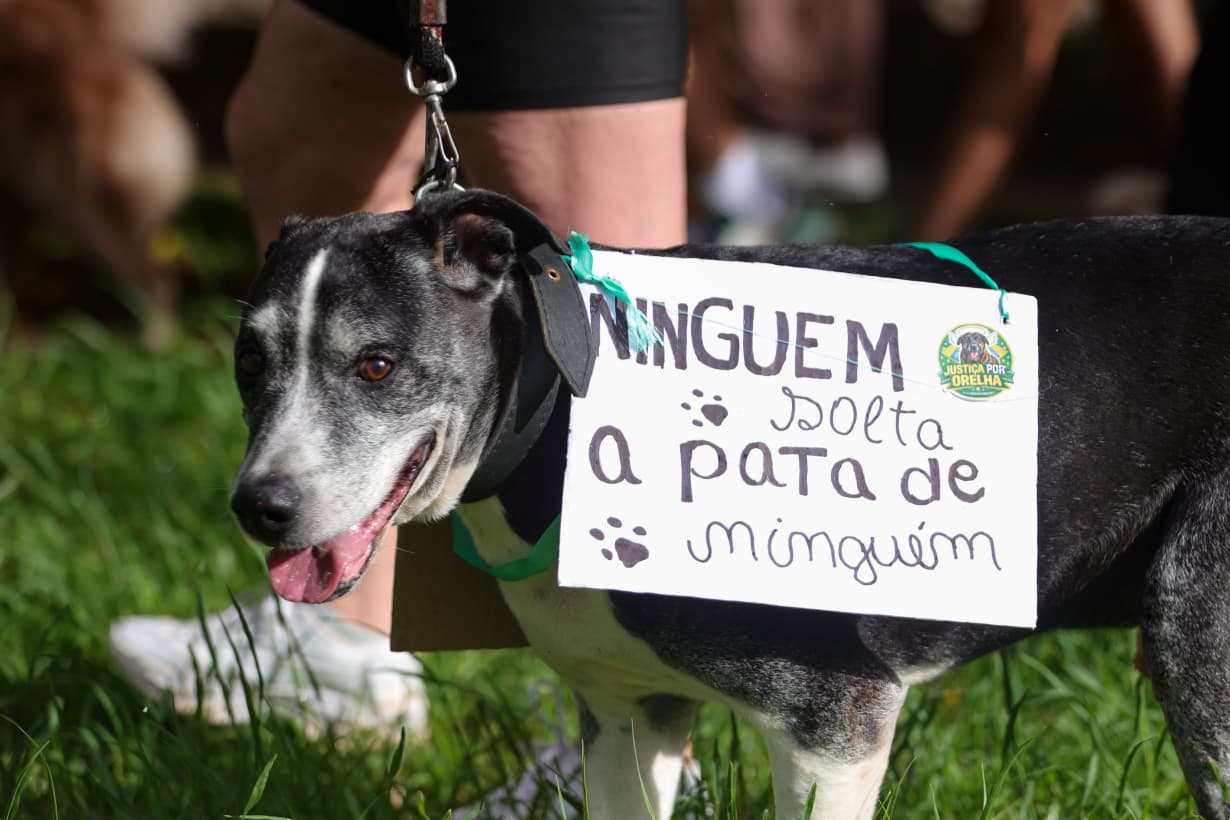 Cão Orelha: manifestantes se reúnem no DF e pedem justiça pelo animal