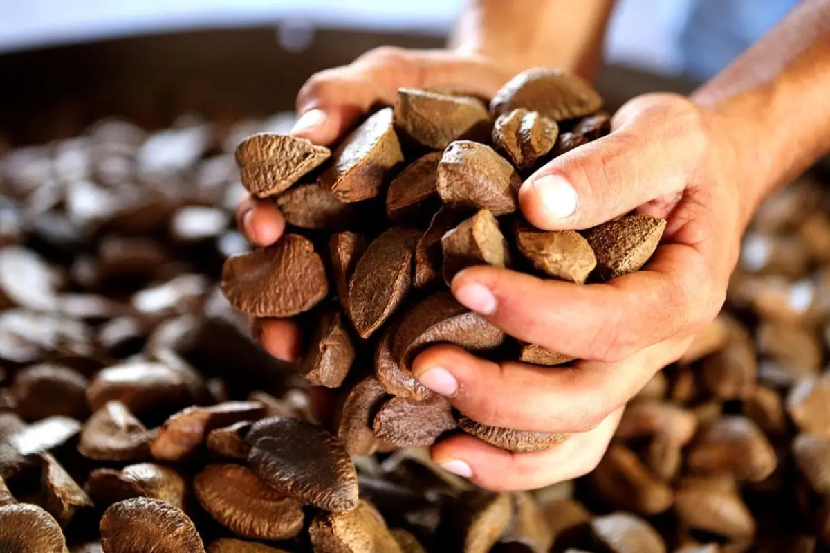 Conab define preços mínimos para castanha, borracha e cacau no Acre em 2026