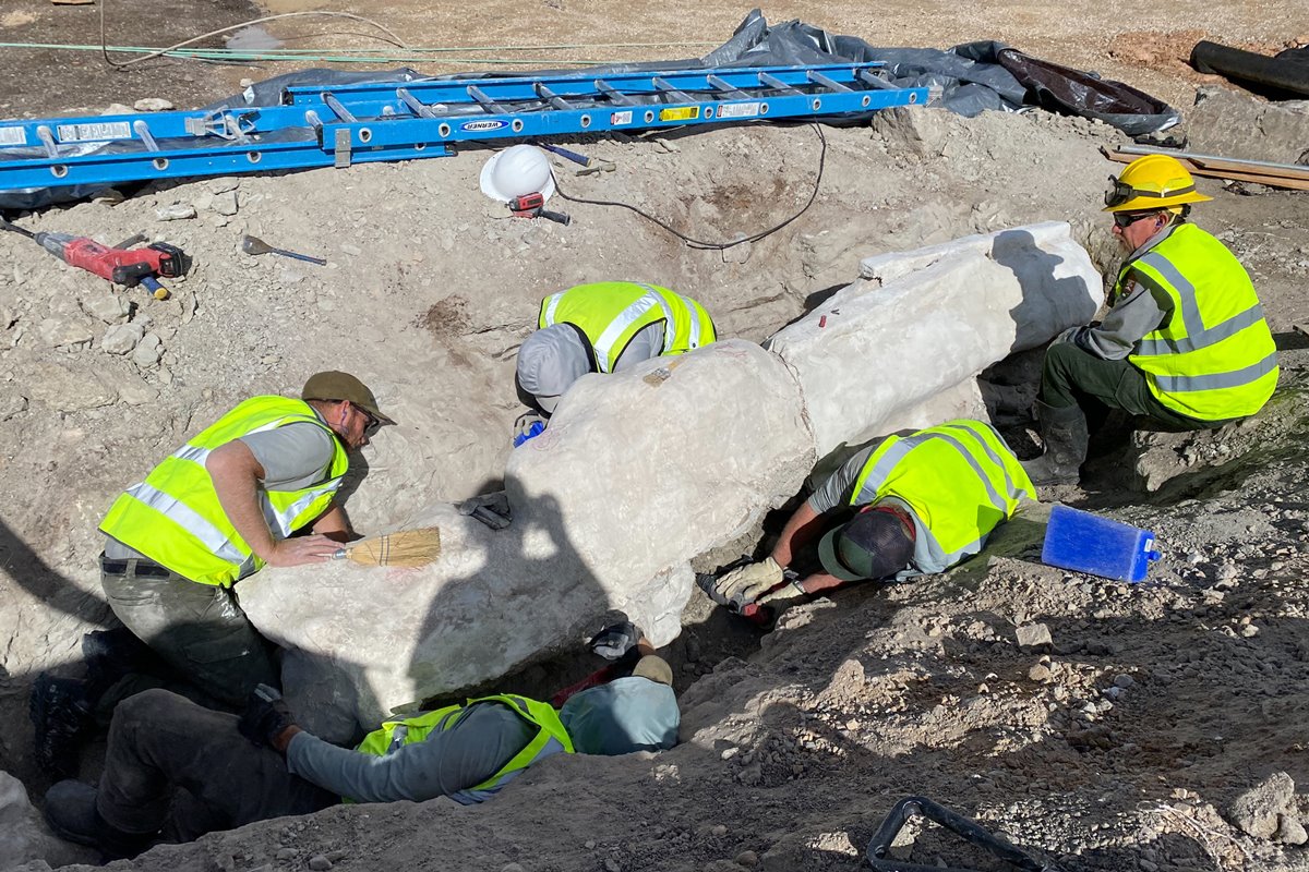 Fóssil de dinossauro é encontrado em obra de estacionamento nos EUA