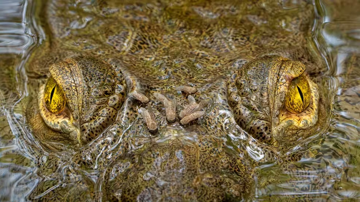 Crocodilo é flagrado sendo atacado por moscas em fotografia premiada