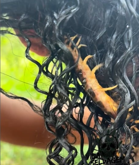 Criador de conteúdo exibe lacraia nos cabelos e provoca reações de espanto nas redes