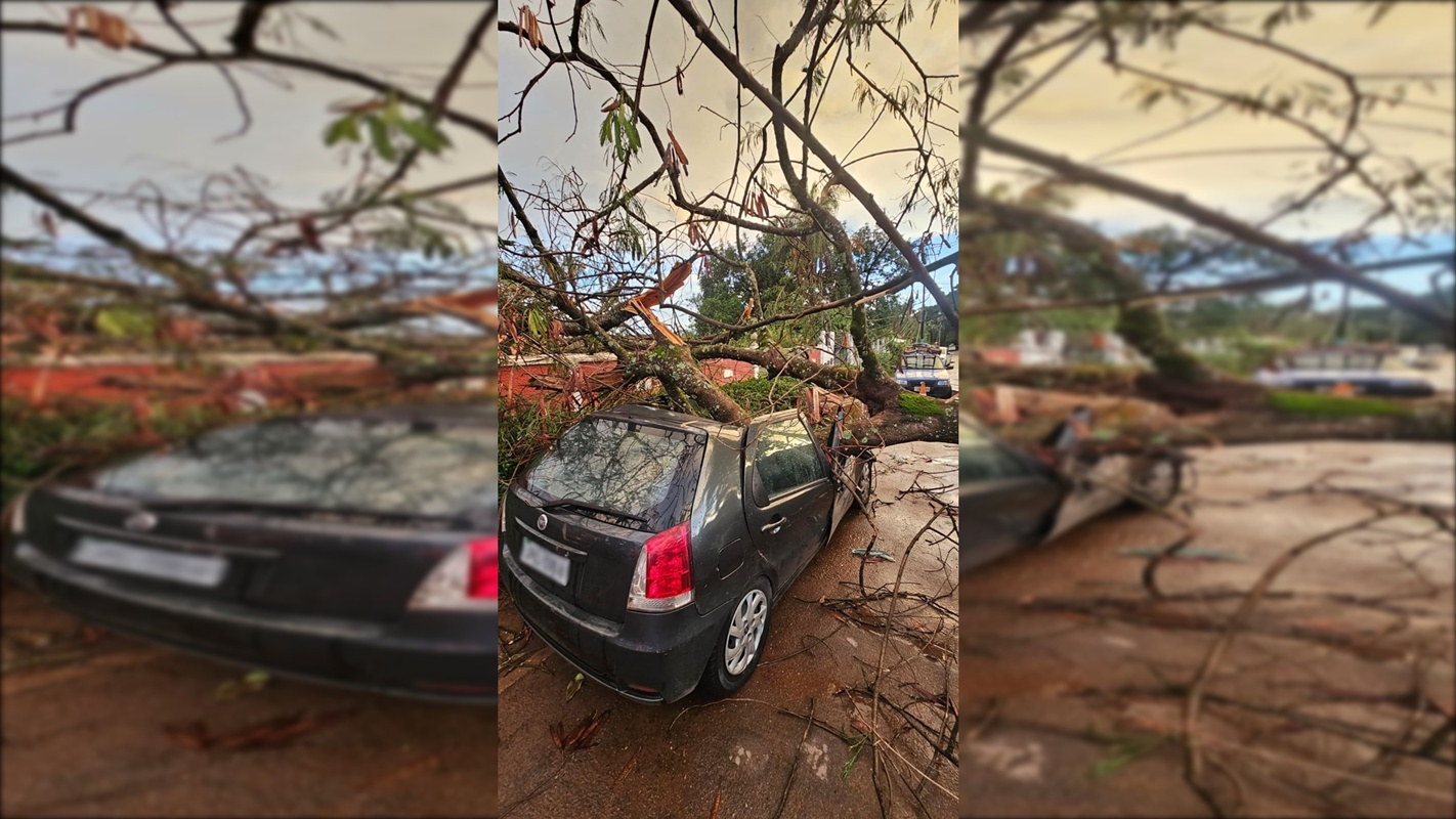 Árvore cai e destrói carro de brasiliense na Chapada dos Veadeiros