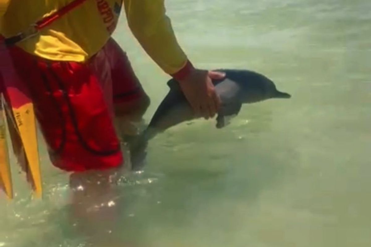 Minigolfinho é avistado em praia do Guarujá e área é isolada. Veja vídeo