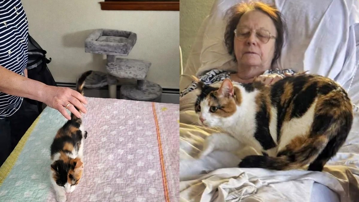 Vídeo: gata comove a web ao visitar cadeira da tutora falecida