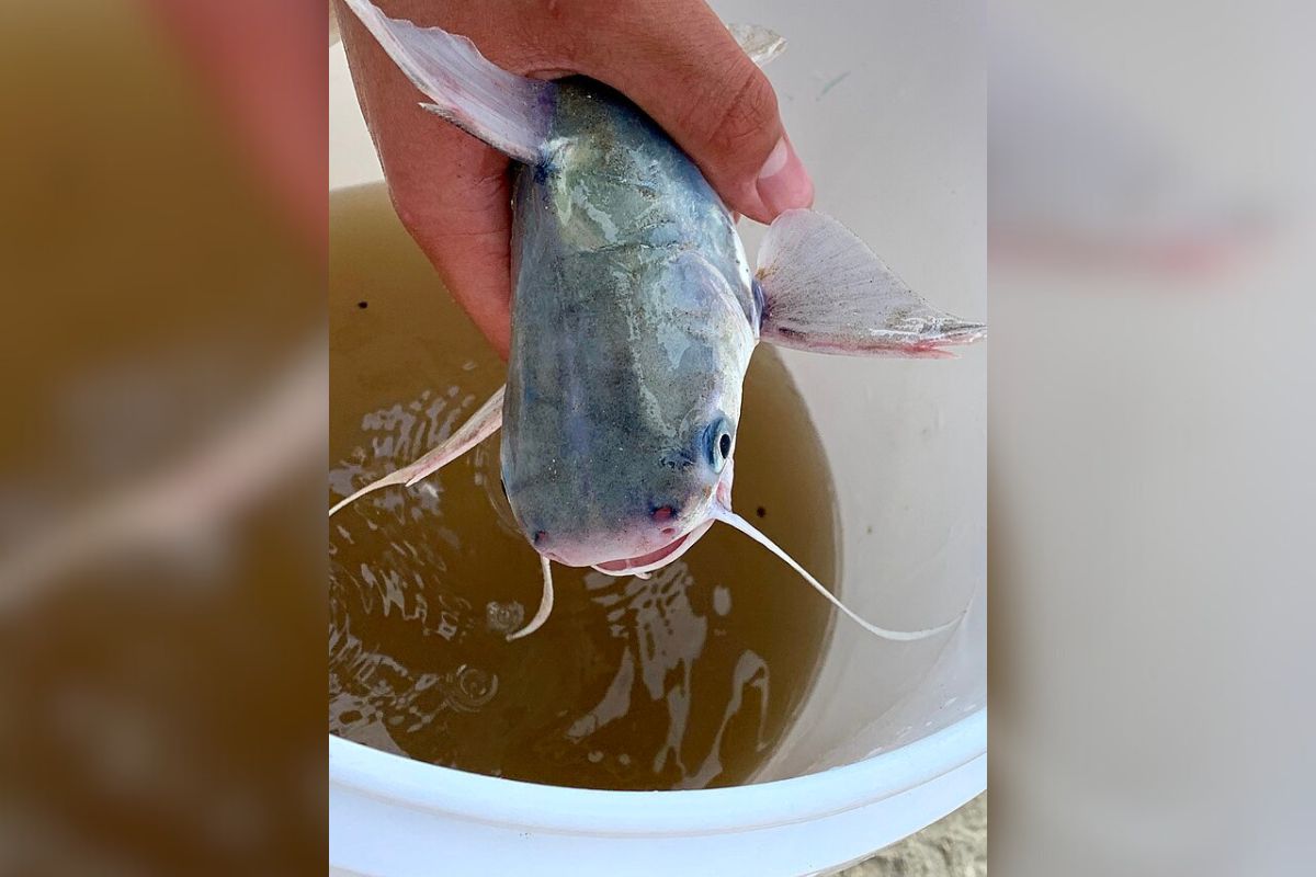 Presença de peixe venenoso no litoral de SP deixa banhistas em alerta