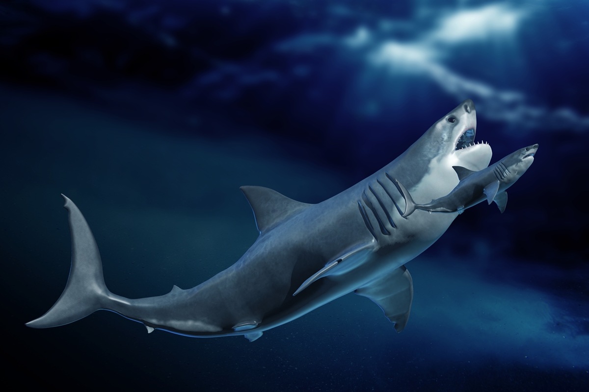 Restos de tubarão revelam por que o megalodonte se tornou tão grande