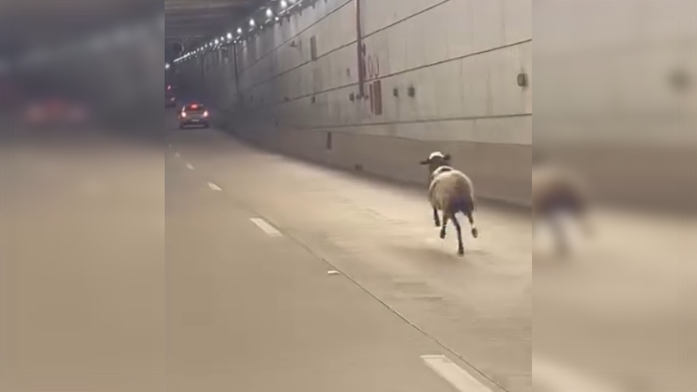 Corpo de ovelha morta após correr pelo Túnel Rei Pelé é recolhido pelo SLU