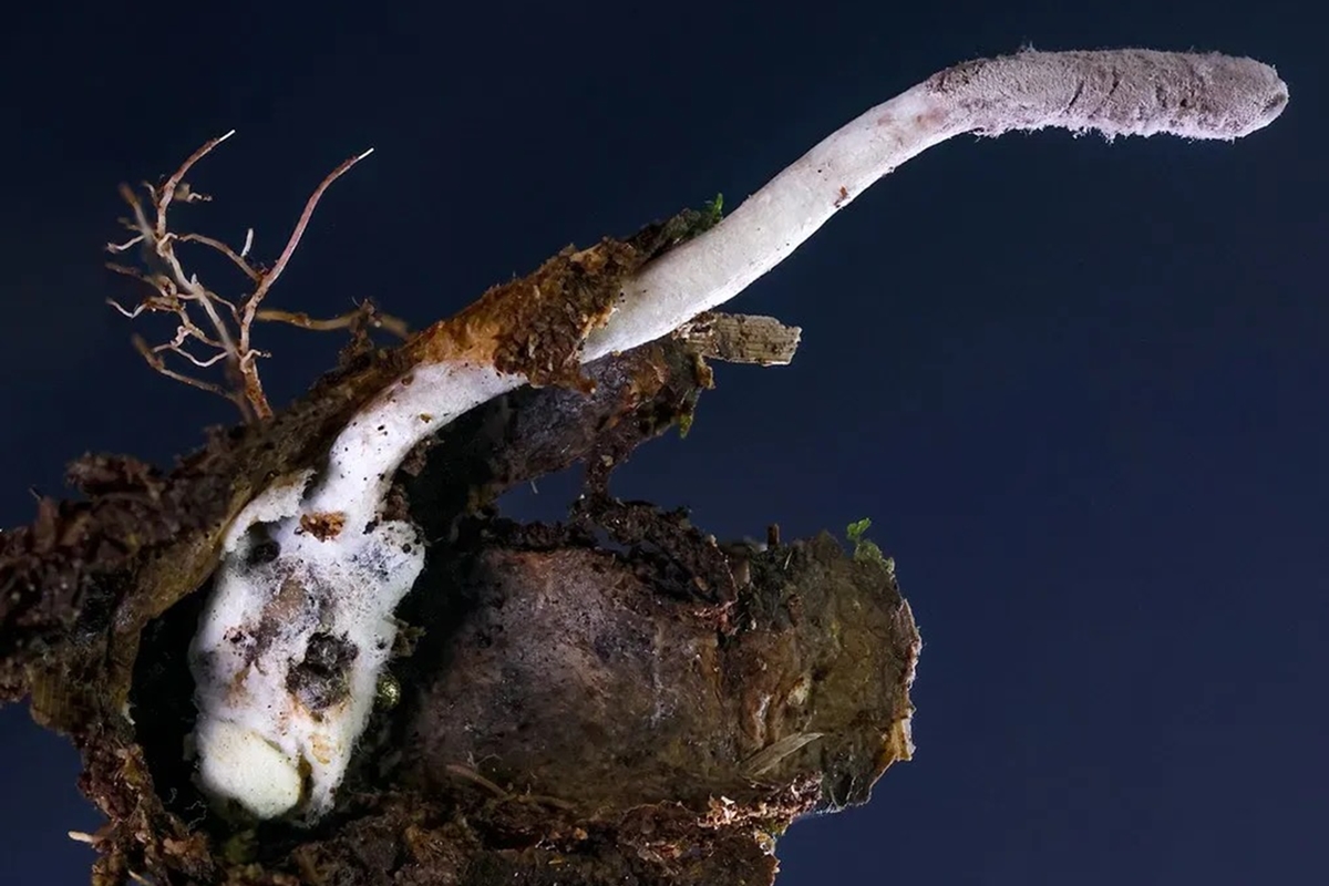 Novo fungo zumbi brasileiro ataca aranhas e entra em ranking mundial