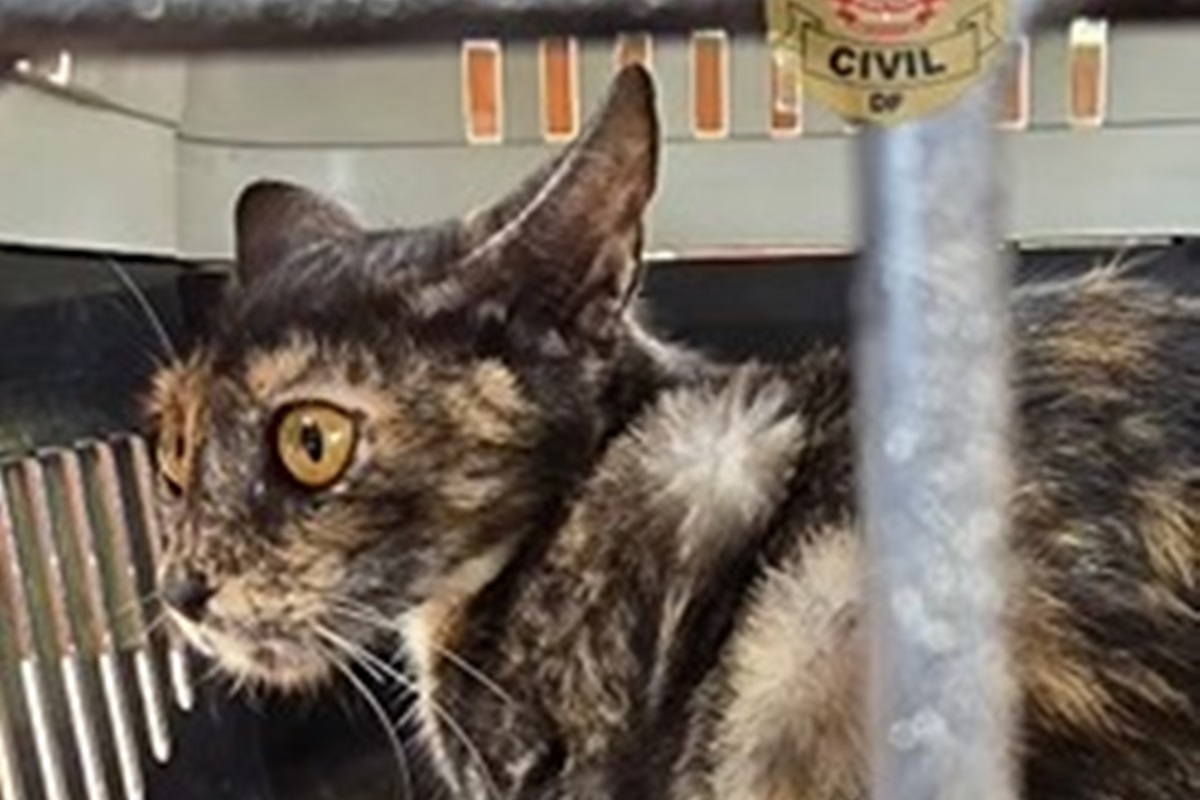 PCDF investiga abandono de 20 gatos em antiga costelaria na Asa Sul. Veja vídeo