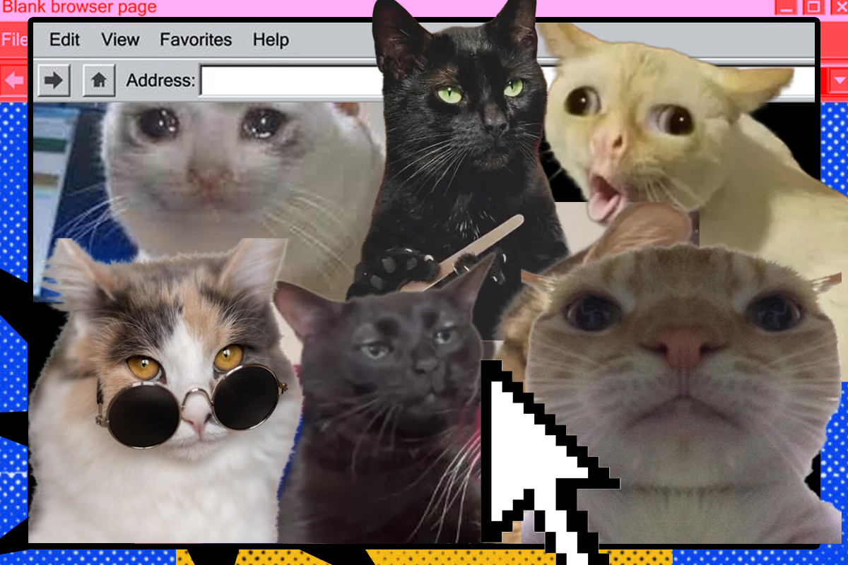 Gatos em alta: como eles viraram fenômenos pop e memes da internet
