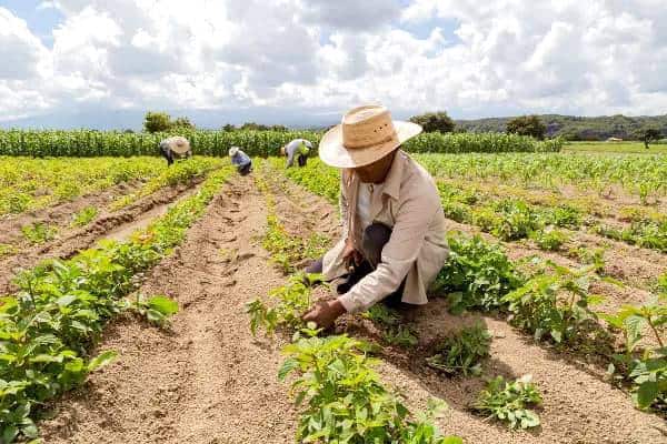 Novo selo garante prioridade em compras públicas a agricultores familiares do Acre