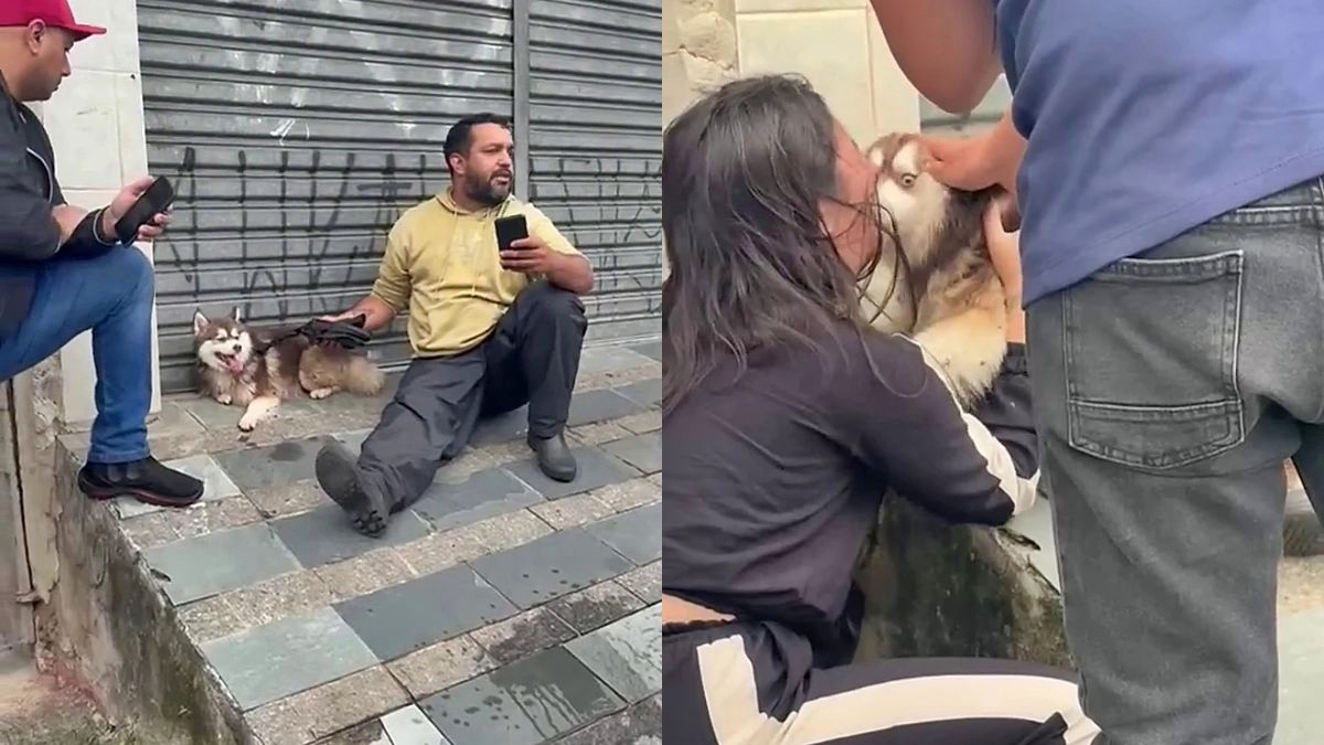 Entregador encontra cão perdido e recusa recompensa de R$ 5 mil