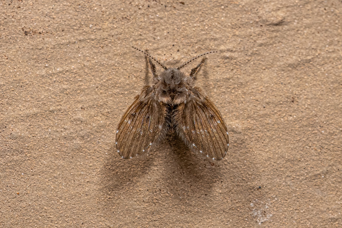 Mosquinhas no banheiro? Biólogo revela o que significa e que fazer