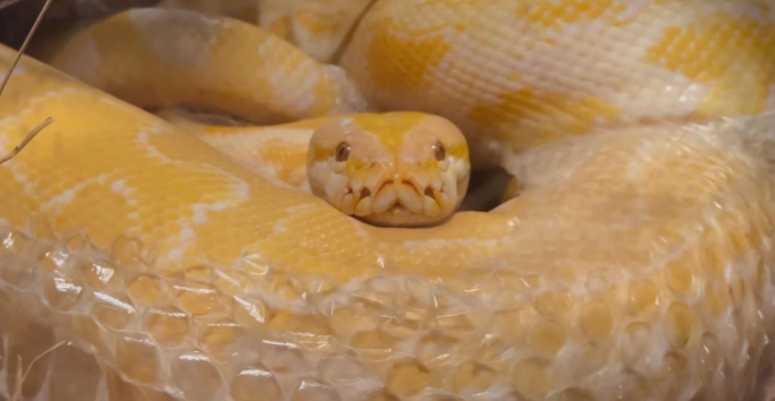 Píton albina é flagrada trocando de pele em parque no MS. Vídeo