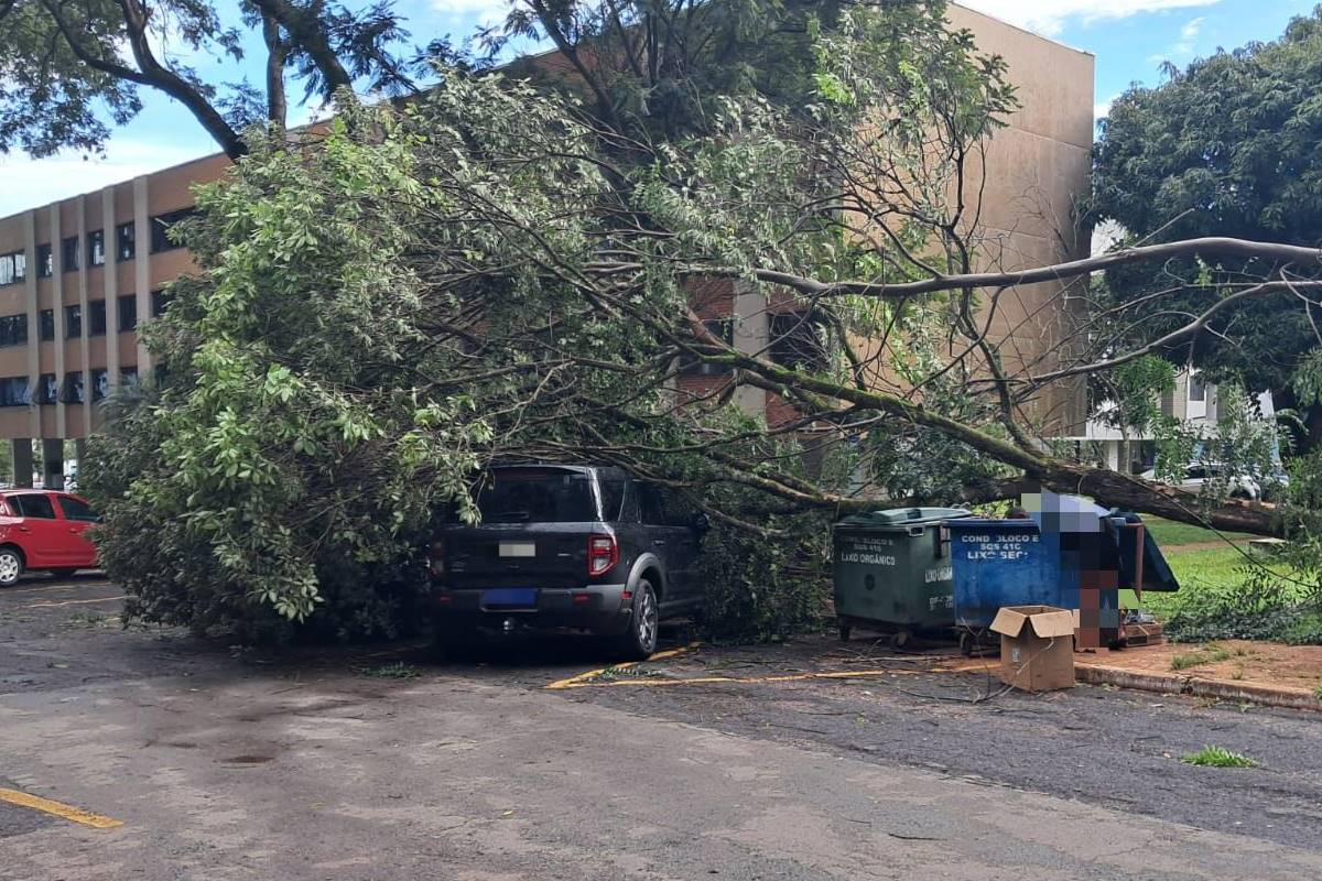 Com chuva, bombeiros registram 15 ocorrências de queda de árvore no DF