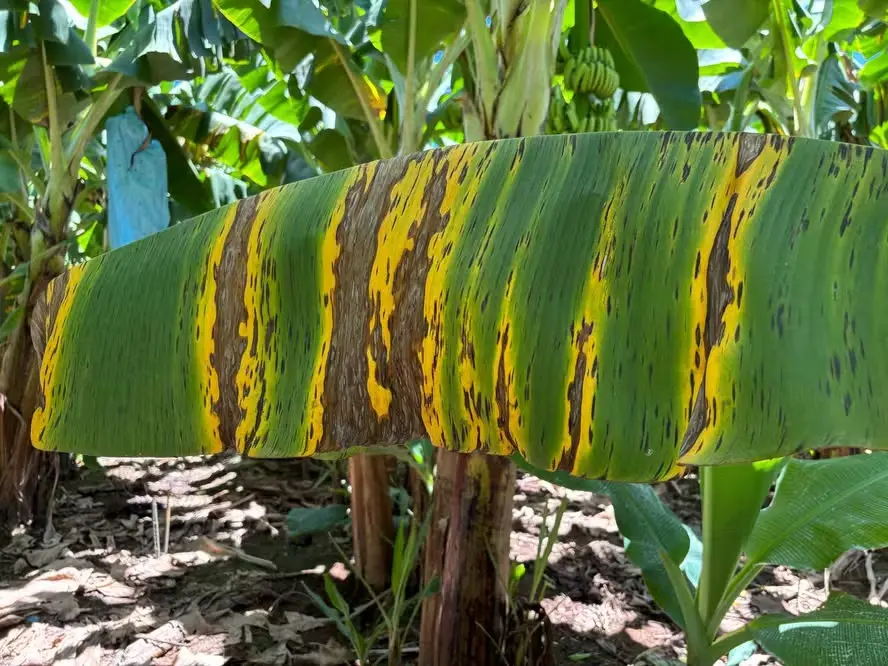 Governo do Acre regulamenta medidas de combate à Sigatoka Negra em lavouras de banana