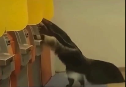 Tamanduá-bandeira é flagrado tentando “sacar dinheiro” em caixa eletrônico; veja o vídeo