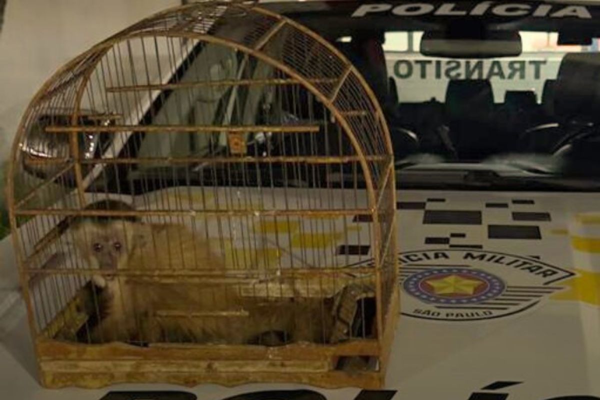 PM apreende macaco que estava dentro de gaiola em carro na Marginal
