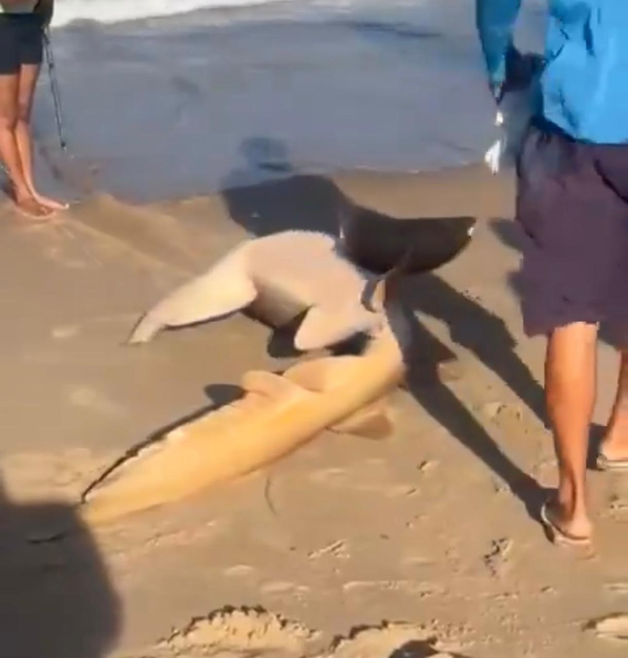 Tubarão é arrastado até a areia em praia e vídeo gera revolta nas redes