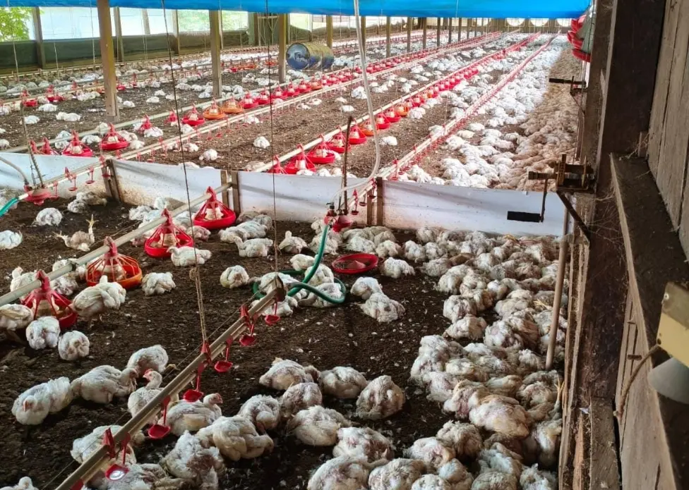 Produtor de Brasiléia perde mais de 15 mil aves após enxurrada