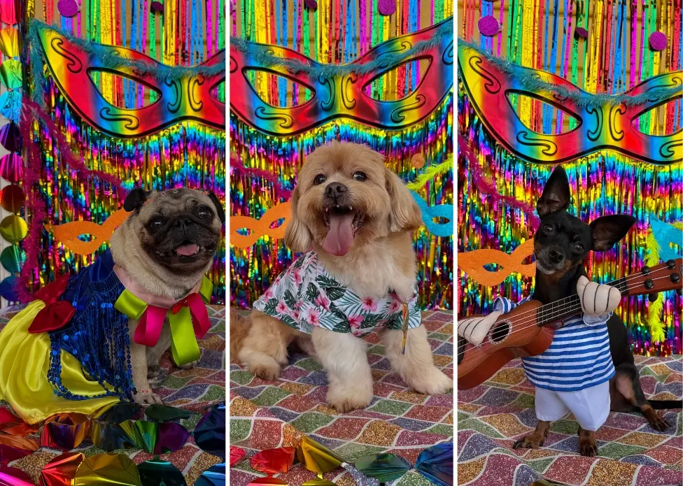 Folia de quatro patas: creche pet promove Carnaval para cães com fantasias e animação
