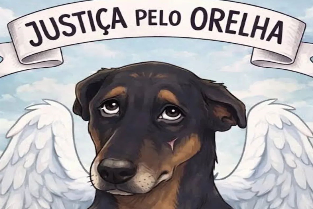 Cão Orelha: caso expõe aumento nas denúncias de maus-tratos no DF
