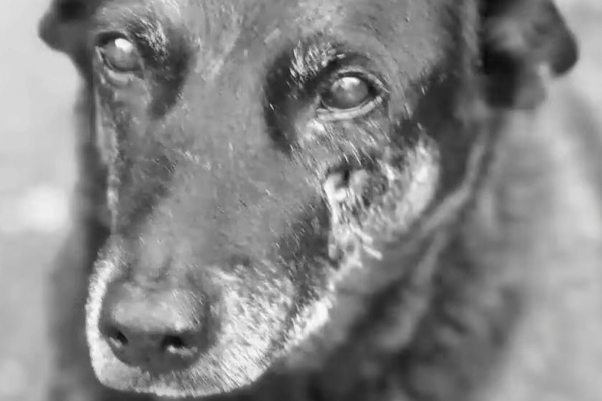 Cão Orelha: MP aponta lacunas em investigação e pede respostas à PC