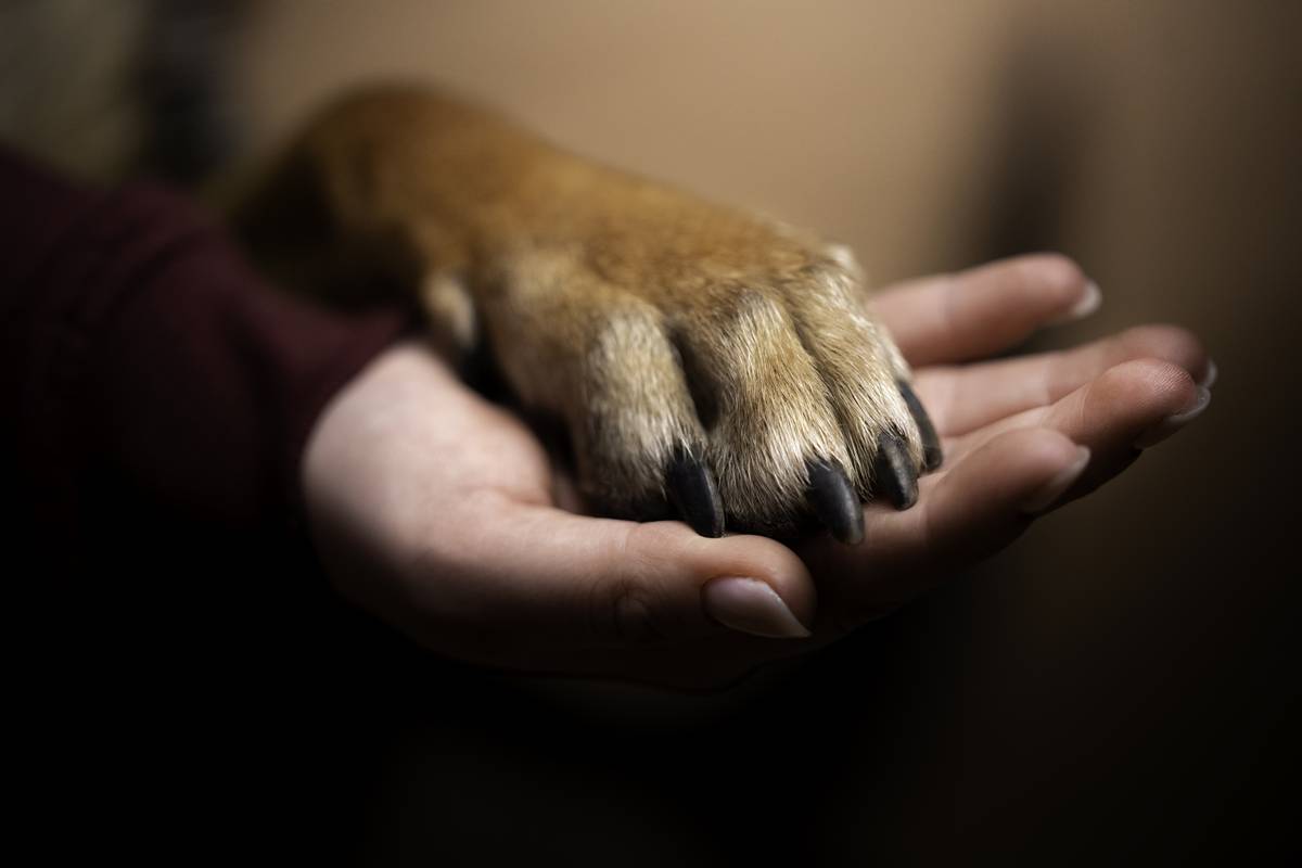 Clínica veterinária no DF é condenada por morte de cão após castração