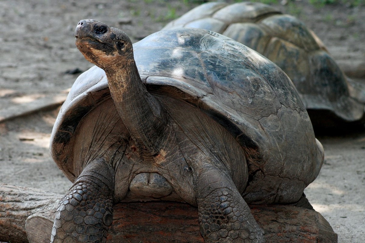 Galápagos reintroduz tartarugas‑gigantes após 150 anos