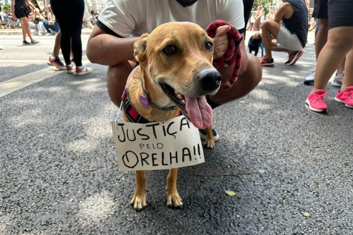 Cão Orelha: ato em SP reuniu “cachorros manifestantes”. Veja fotos