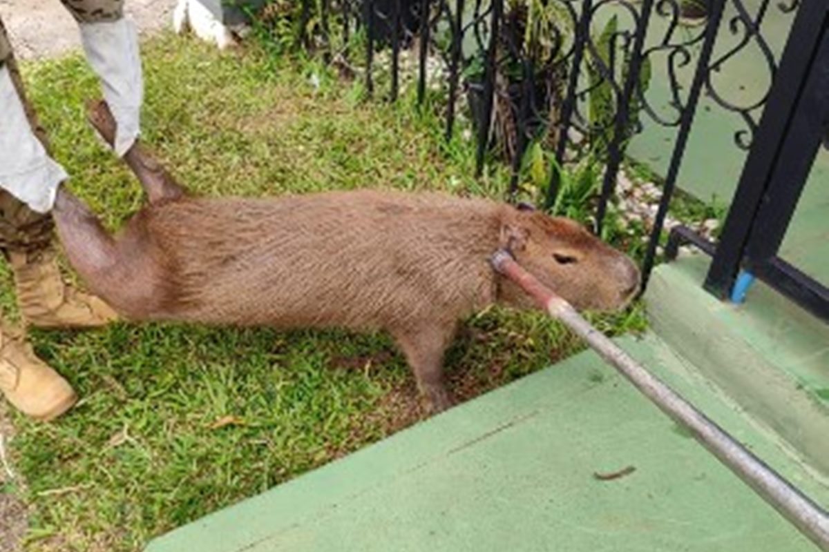 Capivara "invade" embaixada de Cuba e é resgata pela PMDF. Veja vídeo