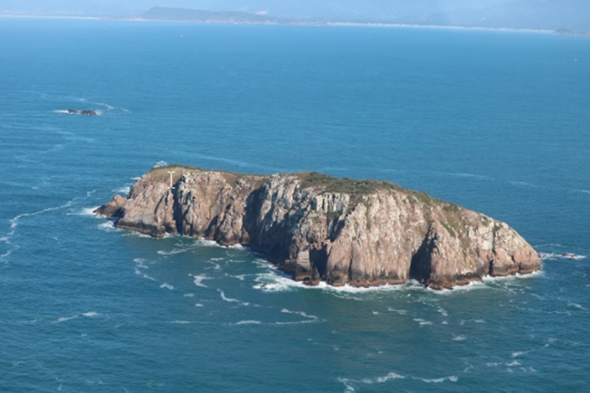Ilha brasileira abriga o menor mamífero do mundo que está em extinção