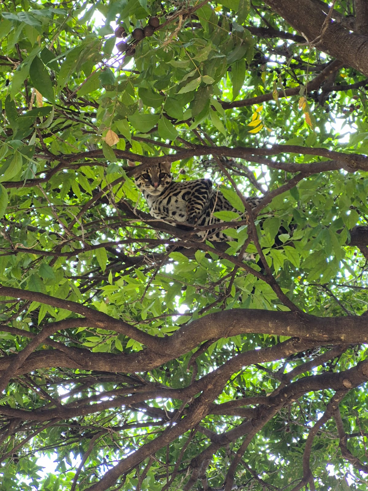 Bombeiros resgatam jaguatirica presa em árvore, em Uberlândia. Vídeo