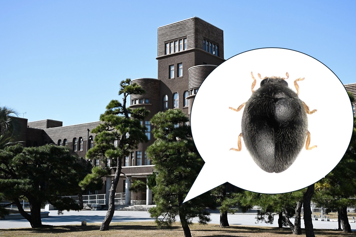 Espécie inédita de joaninha é encontrada no "quintal" de universidade