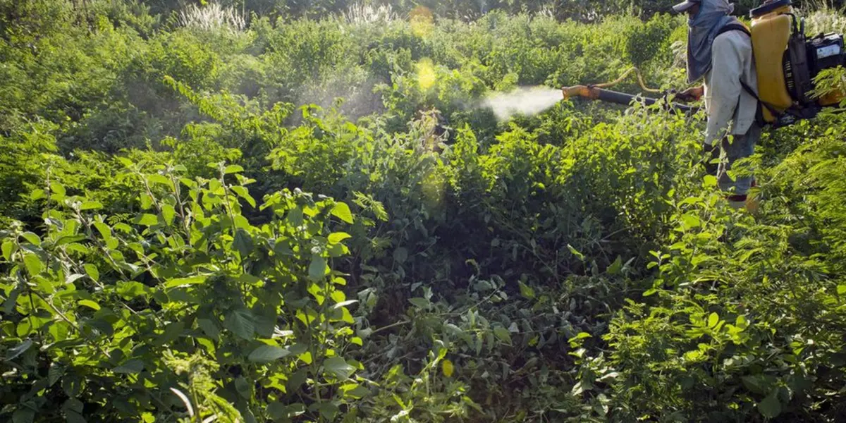 Acre tem 740 registros de agrotóxicos com permissão de uso com vencimento próximo