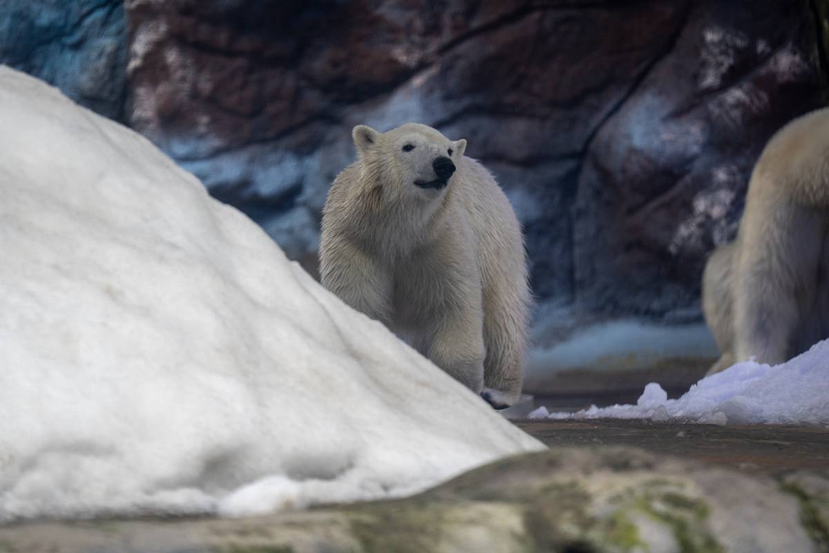No Dia do Urso Polar, veja antes e depois de filhote nascido em SP