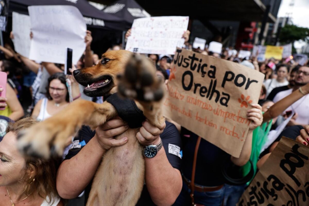 Cão Orelha: manifestantes lotam avenida Paulista e pedem por justiça. Vídeo